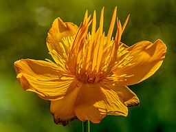 Woodland And Dappled Shade: Trollius chinensis 'Golden Queen'