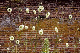 Cephalaria  radiata