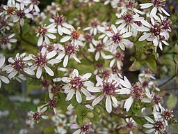 Eurybia divaricatus syn. Aster divaricatus