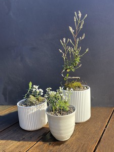 New: Kusa Bonsai  - native heliohebe