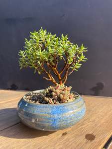 New: Kusa Bonsai - handmade pot with crassula