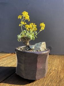 Kusa Bonsai - handmade pot with aurinia