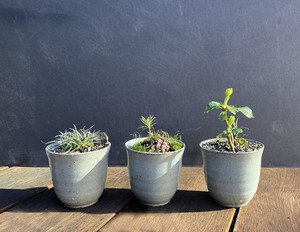 New: Kusa Bonsai  - pine seedling