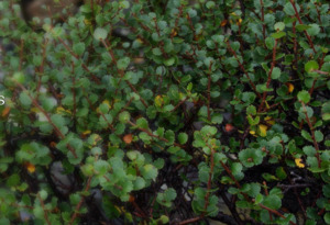 Fairy Garden Plants 1: Betula nana Glengarry Form