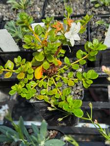 Fairy Garden Plants 1: Rhododendron kiusianum album