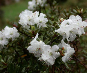 Fairy Garden Plants 1: Rhododendron orthocladum var. microleucum
