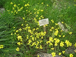 Fairy Garden Plants 1: Alyssoides utriculata