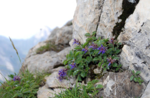 Fairy Garden Plants 1: Paedarota bonarota