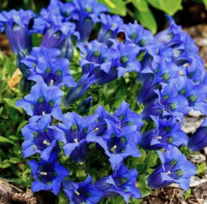 Fairy Garden Plants 1: Gentiana paradoxa hybrid, 'Blue Herald'