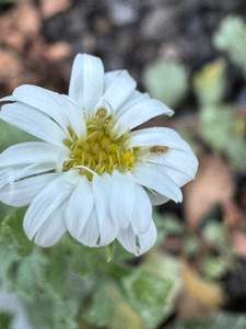 Fairy Garden Plants 1: Brachyscome sinclairii