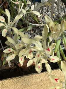 Fairy Garden Plants 1: Babiana vanzijliae