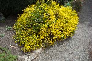 Fairy Garden Plants 1: Cytisus  x beanii