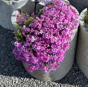 Fairy Garden Plants 1: Phlox subulata 'Red Wings'