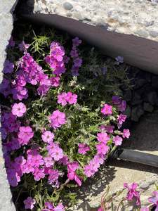 Fairy Garden Plants 1: Phlox subulata 'Betty'