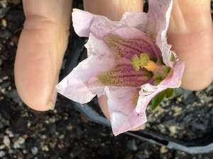 Fairy Garden Plants 1: Gentiana  clusii alboviolacea