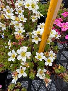 Fairy Garden Plants 1: Saxifraga small leaved mossy white