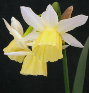 Narcissus 'Lemon Drops'