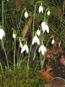 Galanthus reginae-olgae
