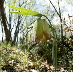 Small Plants: Fritillaria pontica