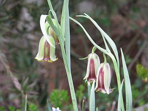 Fritillaria acmopetala