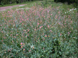 Corydalis sempervirens seed