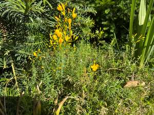 Small Plants: Hypericum olympicum 'Moonlight'