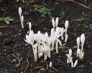 Rocks Crevices Troughs: Colchicum autumnale album