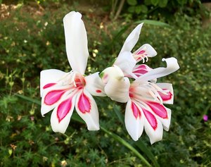 Gladiolus nanus – ‘Prins clause’