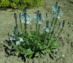 Veronica gentianoides