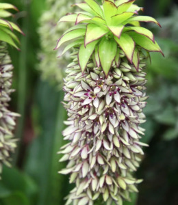Eucomis autumnalis