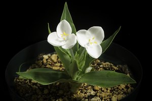 Weldenia canadida