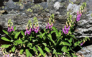 Digitalis thapsis 'Spanish Peaks'
