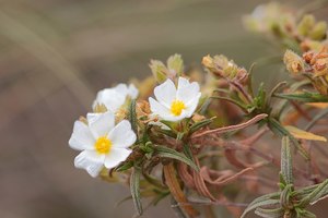 Cistus clusii -my own attribution