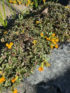 Erysimum kotschyanium 'Ruapuna Gold' ex HB