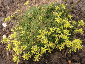 Erysimum kotschyanium lemon