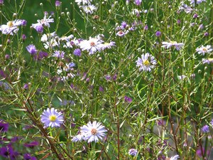 Symphyotrichum syn Aster turbinellus (turbinellum)