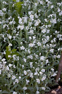 Omphalodes  linifolia