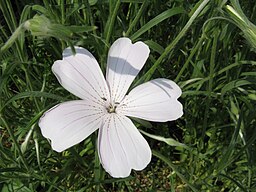 Agrostemma githago 'Ocean Pearl'