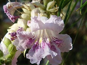 Chilopsis linearis