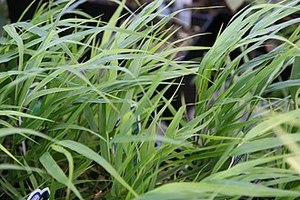Hakonechloa macra