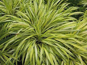 Hakonechloa macra variegated