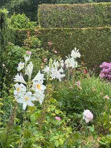 Lilium candidium