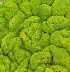 Small Plants: Scleranthus biflorus