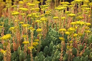 Small Plants: Sedum rupestre syn. Petrosedum rupestre