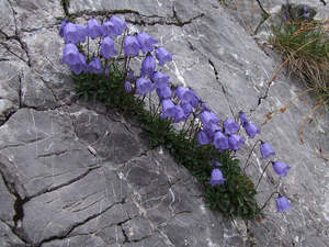 Small Plants: Campanula cochlearifolia 'Bavaria Blue'