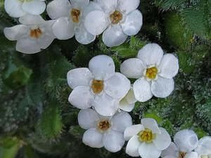Small Plants: Myosotis retrorsa 'Jandals'