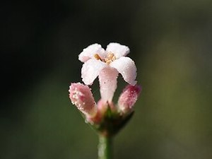 Asperula aristata syn. Cynanchica aristata (or a combo of all 3)