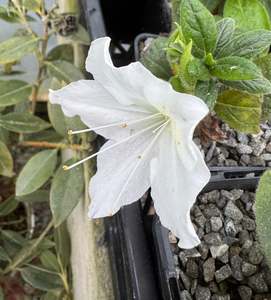 Rocks Crevices Troughs: Rhododendron 'Panda'