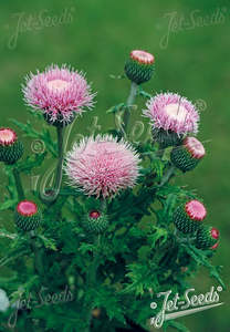 Rocks Crevices Troughs: Cirsium japonicum 'Pink Beauty'
