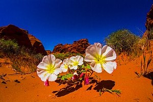 Oenothera caespitosa